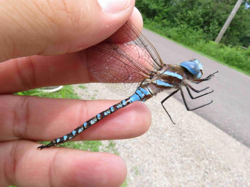 Photo of Blue-eyed Darner