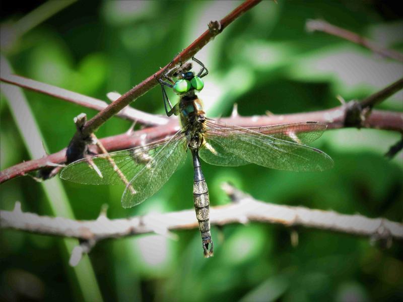 Photo of Brush-tipped Emerald