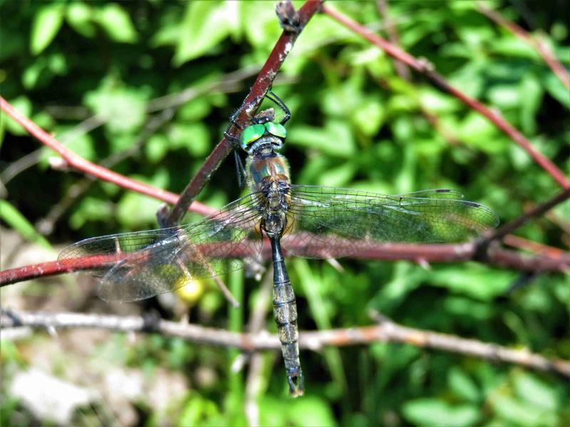 Photo of Brush-tipped Emerald