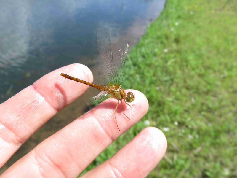Photo of Autumn Meadowhawk