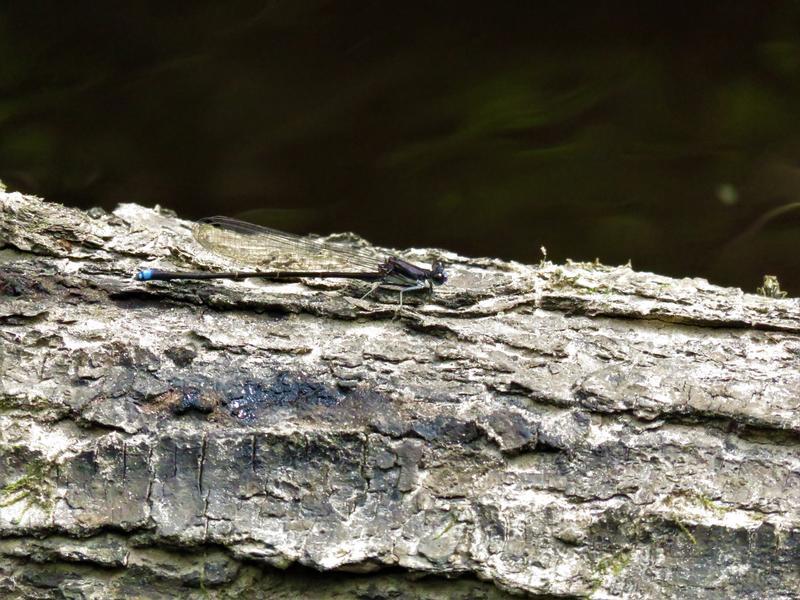 Photo of Blue-tipped Dancer