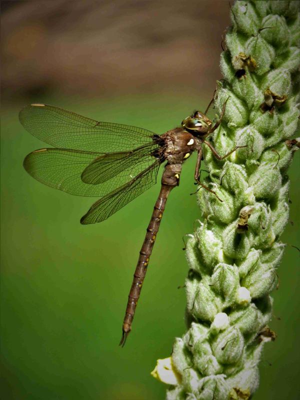 Photo of Fawn Darner