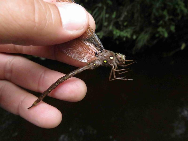 Photo of Fawn Darner