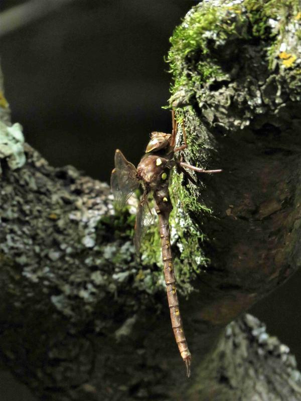 Photo of Fawn Darner