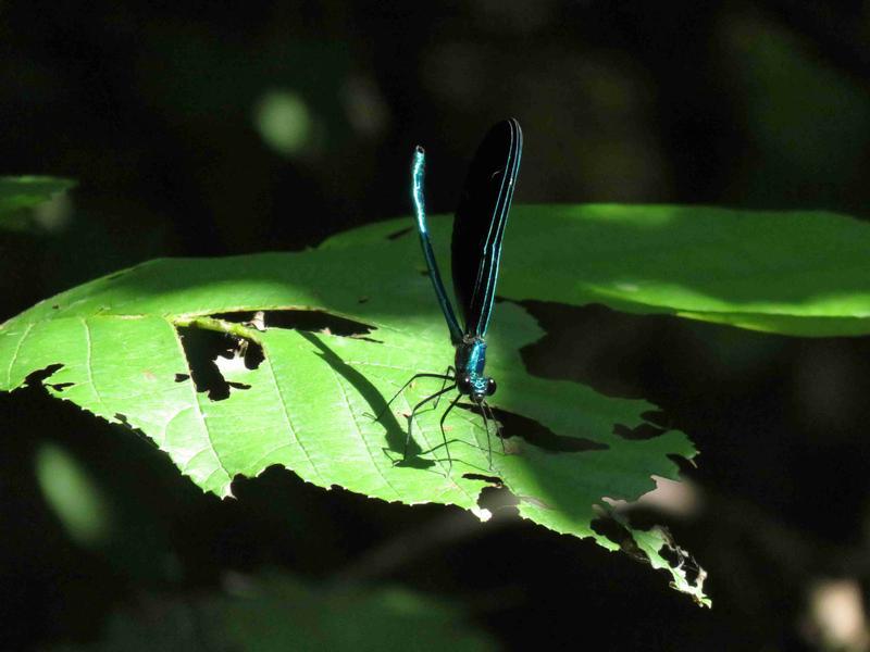 Photo of Ebony Jewelwing