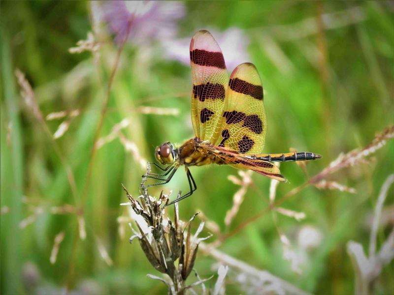 Photo of Halloween Pennant