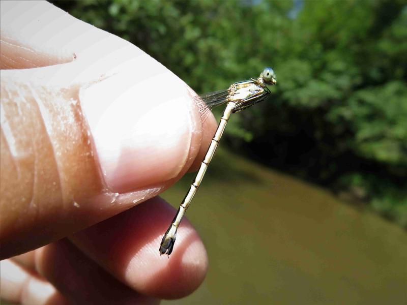 Photo of Lyre-tipped Spreadwing