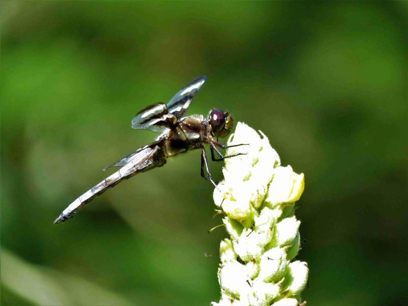 Photo of Twelve-spotted Skimmer