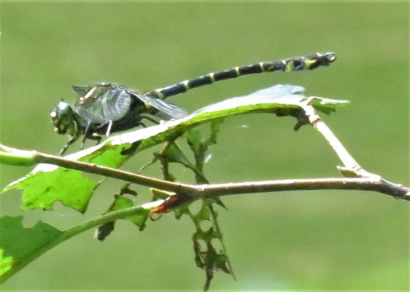Photo of Zebra Clubtail