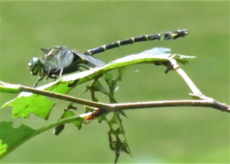 Photo of Zebra Clubtail