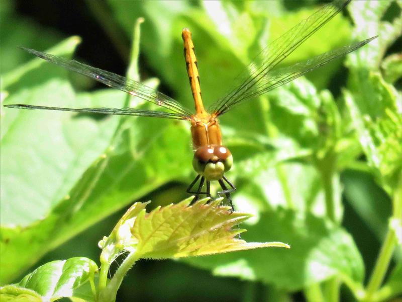 Photo of White-faced Meadowhawk