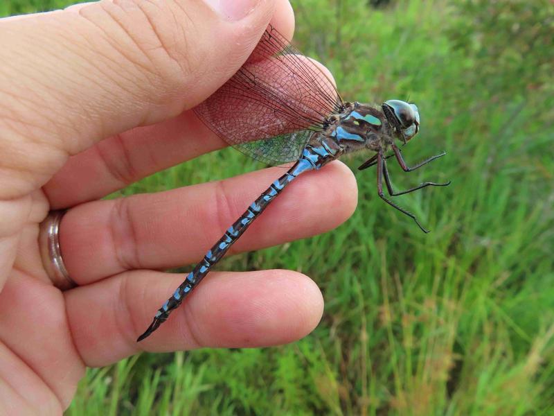 Photo of Canada Darner