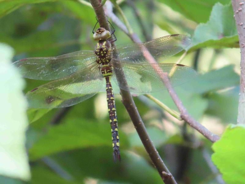 Photo of Lance-tipped Darner