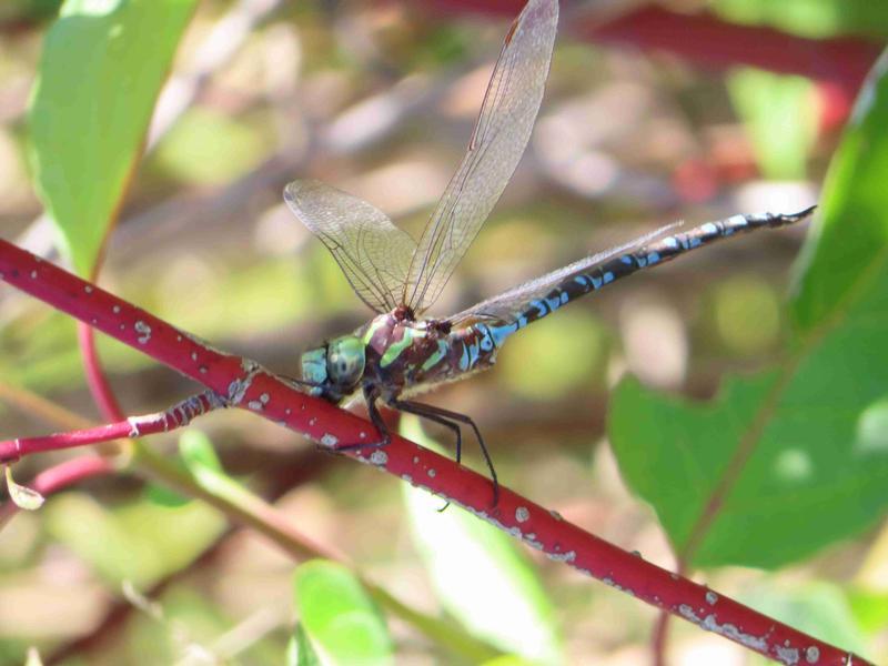 Photo of Green-striped Darner