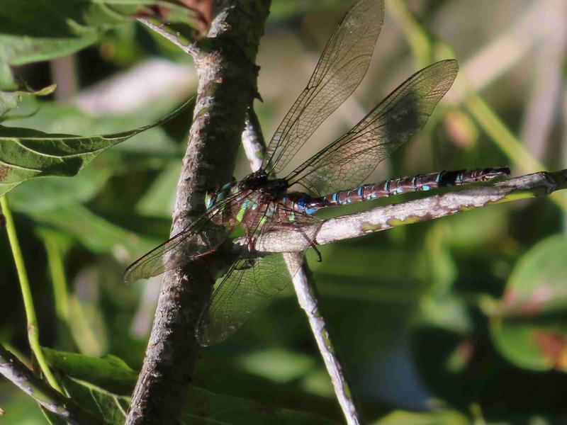 Photo of Shadow Darner