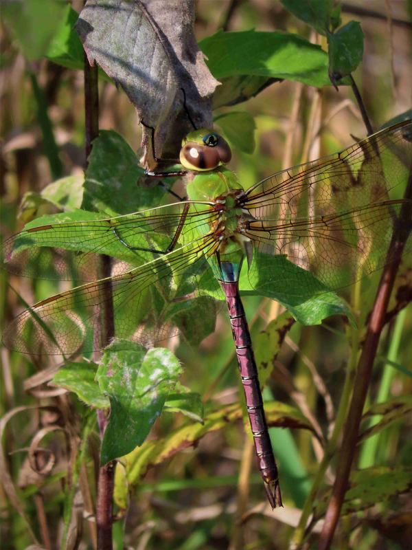 Photo of Common Green Darner