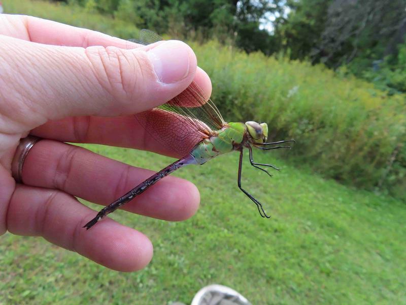 Photo of Common Green Darner