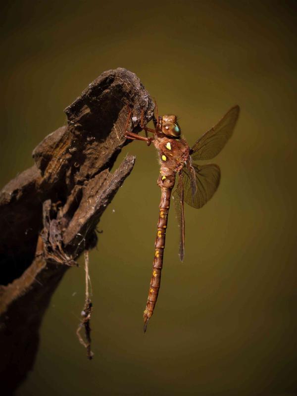 Photo of Fawn Darner