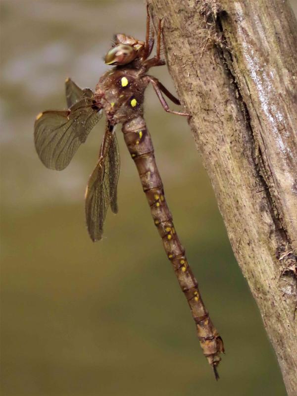 Photo of Fawn Darner