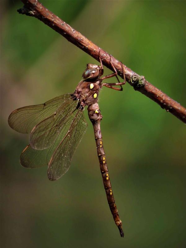 Photo of Fawn Darner