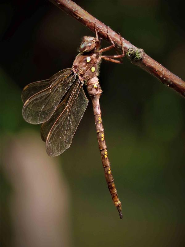 Photo of Fawn Darner