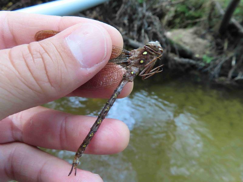 Photo of Fawn Darner