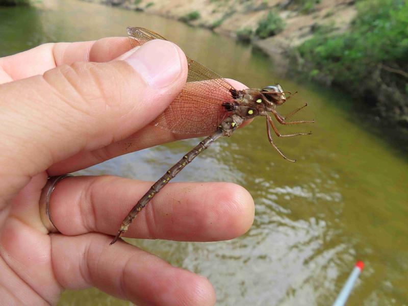 Photo of Fawn Darner