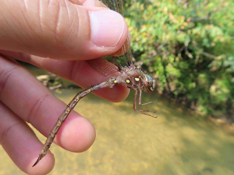 Photo of Fawn Darner