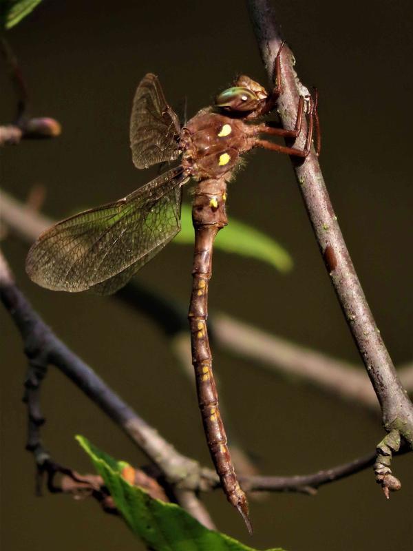 Photo of Fawn Darner