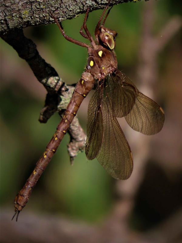 Photo of Fawn Darner