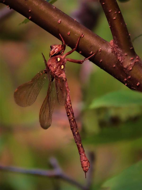 Photo of Fawn Darner