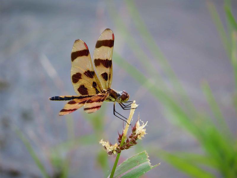 Photo of Halloween Pennant