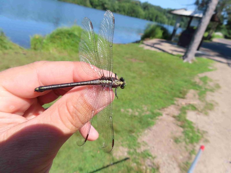 Photo of Black-shouldered Spinyleg