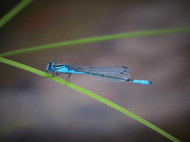 Photo of Azure Bluet