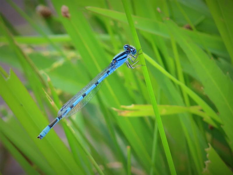 Photo of Familiar Bluet