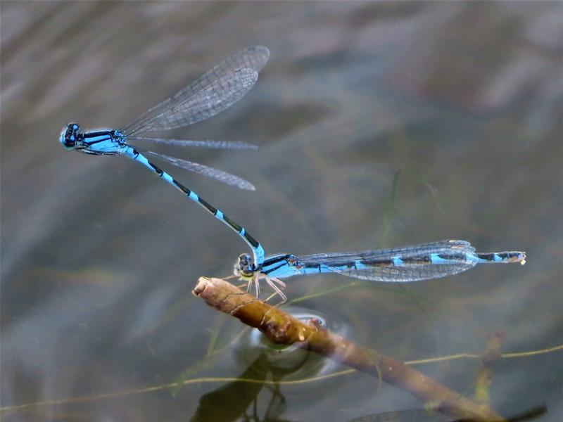 Photo of Tule Bluet