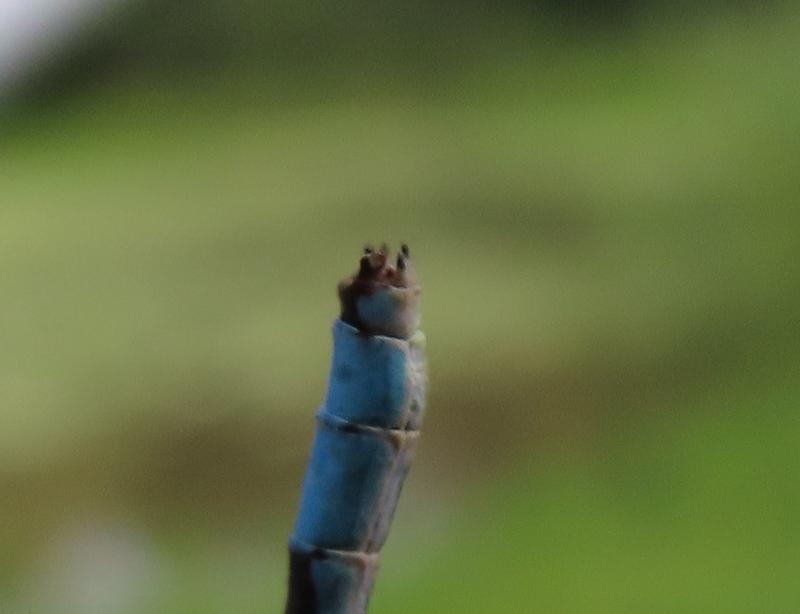 Photo of Marsh Bluet