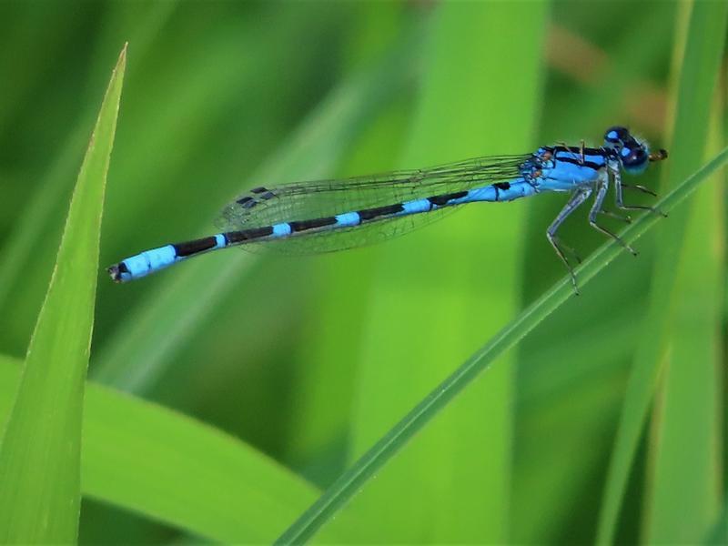 Photo of Tule Bluet
