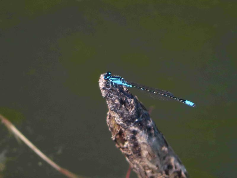 Photo of Skimming Bluet