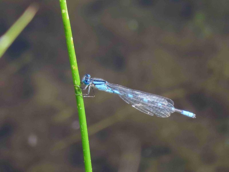 Photo of Tule Bluet