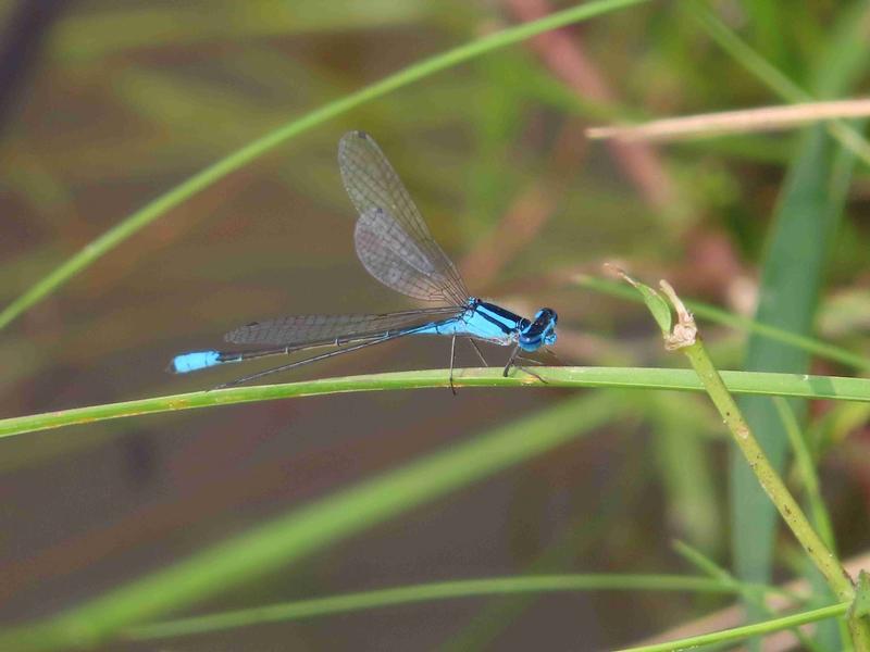 Photo of Azure Bluet