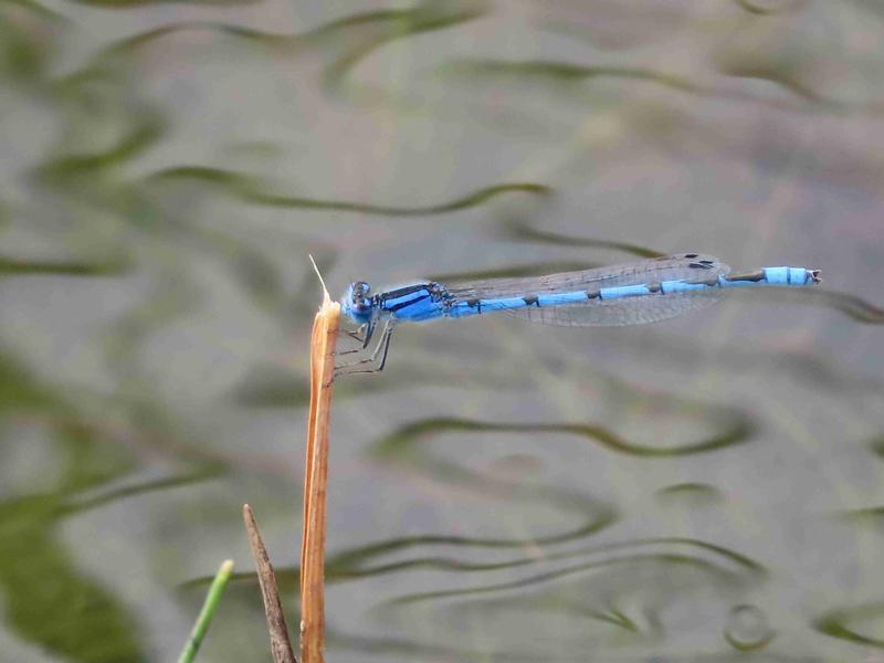 Photo of Familiar Bluet