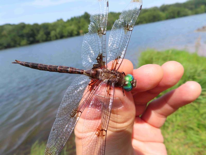 Photo of Prince Baskettail