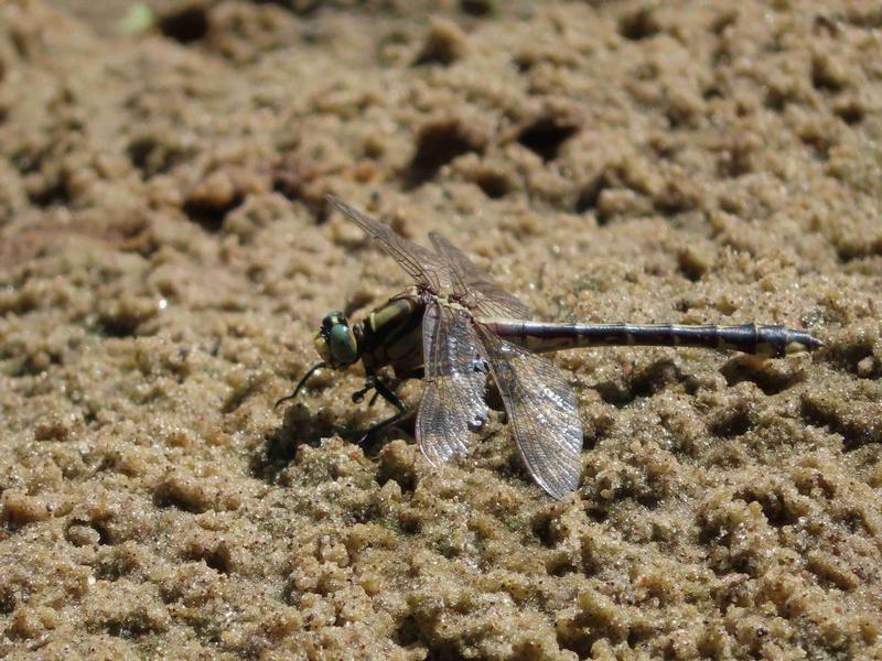 Photo of Midland Clubtail