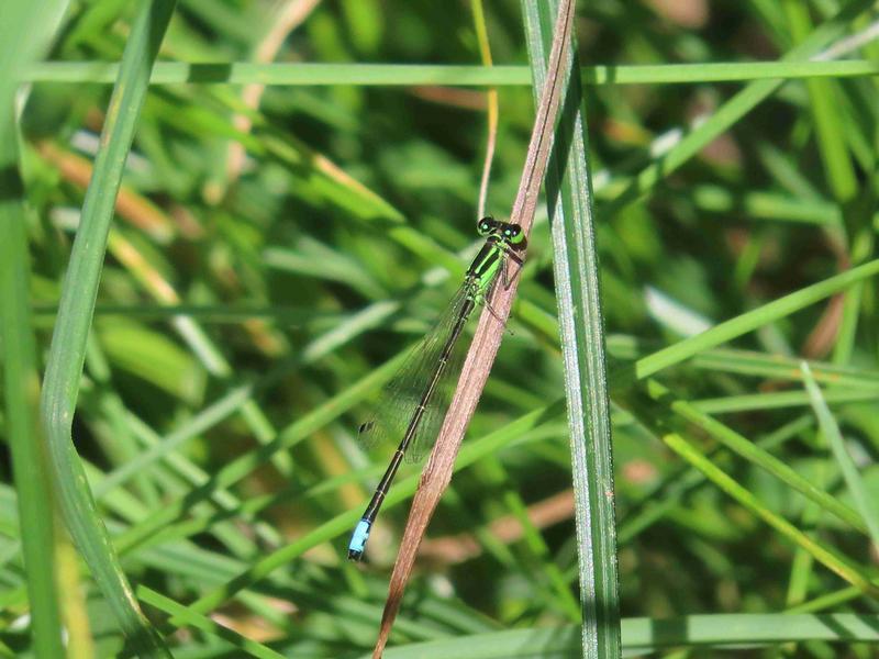 Photo of Eastern Forktail