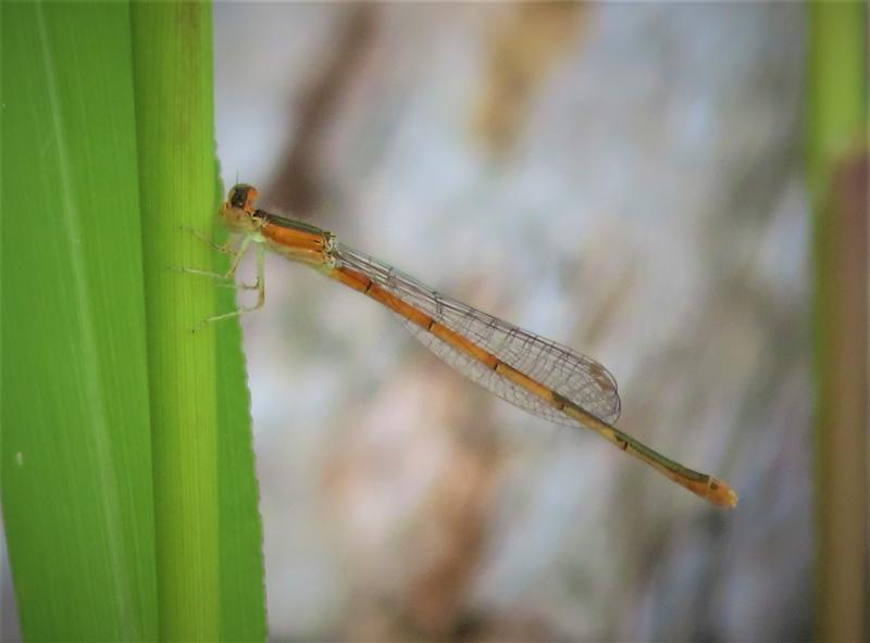 Photo of Citrine Forktail