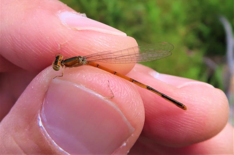 Photo of Citrine Forktail