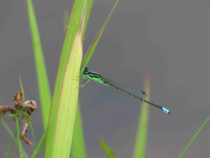 Photo of Eastern Forktail