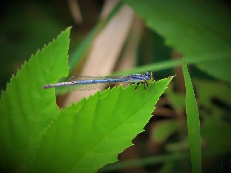 Photo of Eastern Forktail