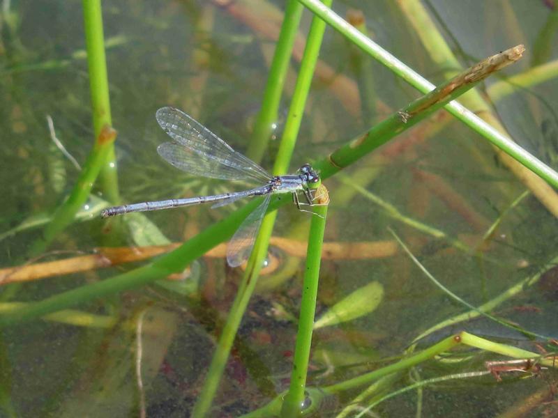 Photo of Eastern Forktail